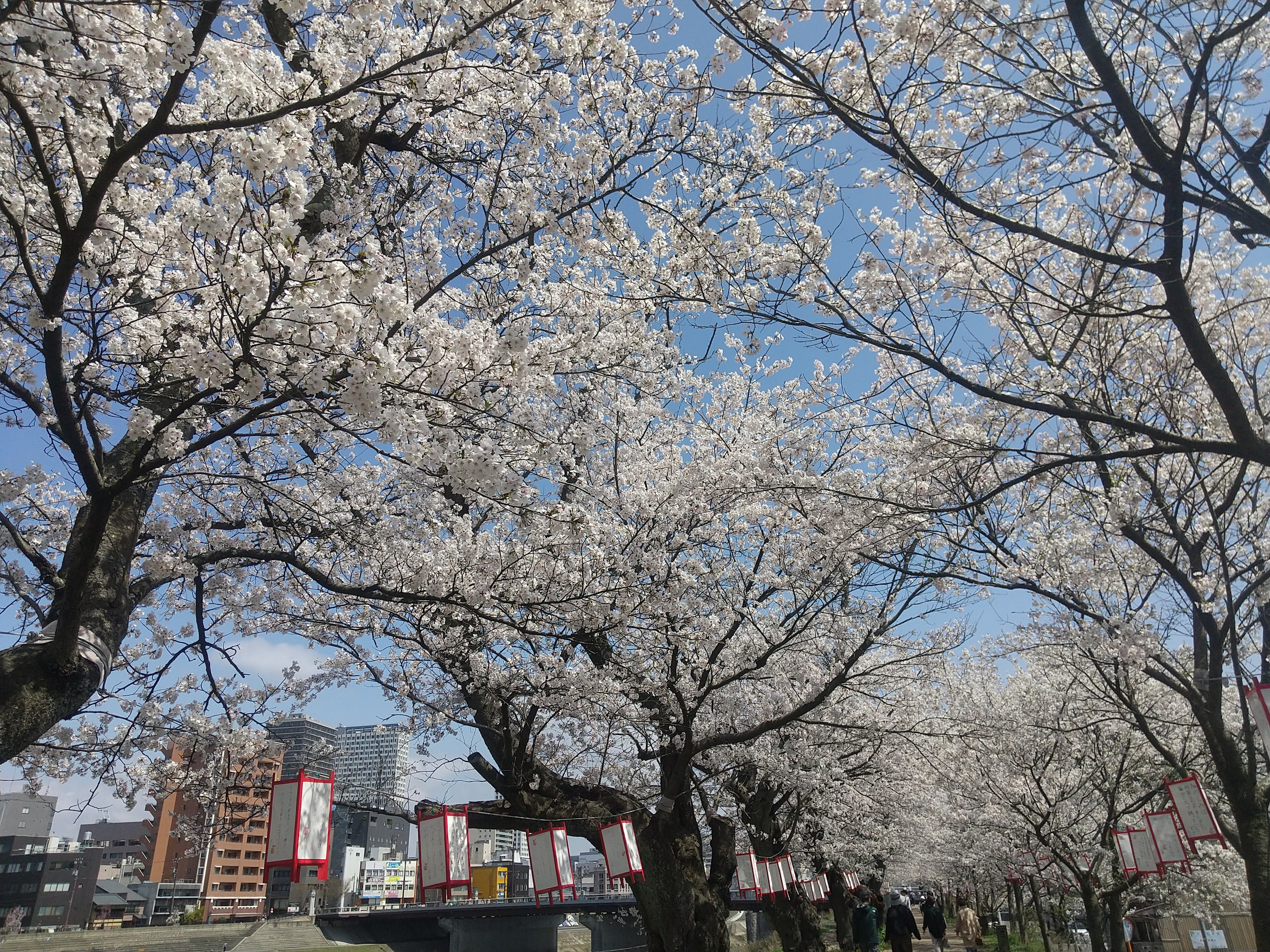 足羽川の桜